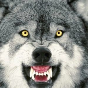 Meet your Posher, Walter